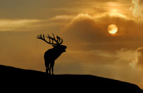 Cervo al tramonto