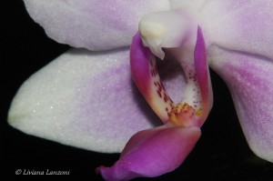 Foto di Liviana Lanzoni -Phalaenopsis Bellina