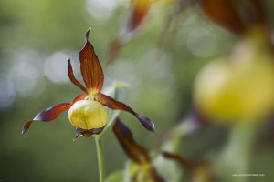 Orchidea "Scarpetta di venere" al Giardino Esperia Monte Cimone