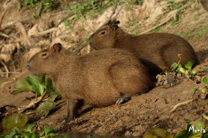 Capibara, il più grande roditore del pianeta