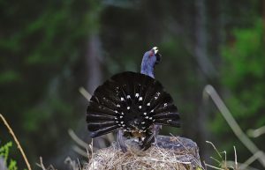 Gallo cedrone -Foto di A. De Faveri