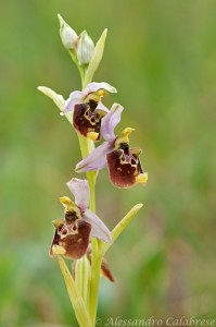 Ophrys Fuciflora