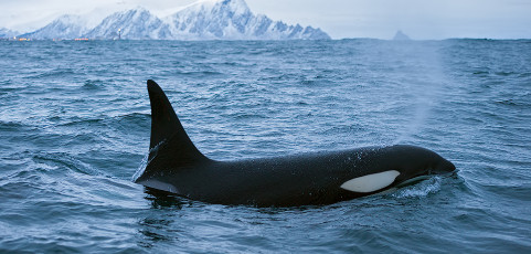 Andenes, inseguendo orche e aurore boreali – 15 marzo ore 21